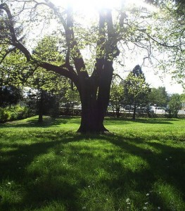 Frazer_Park_(Portland,_Oregon)