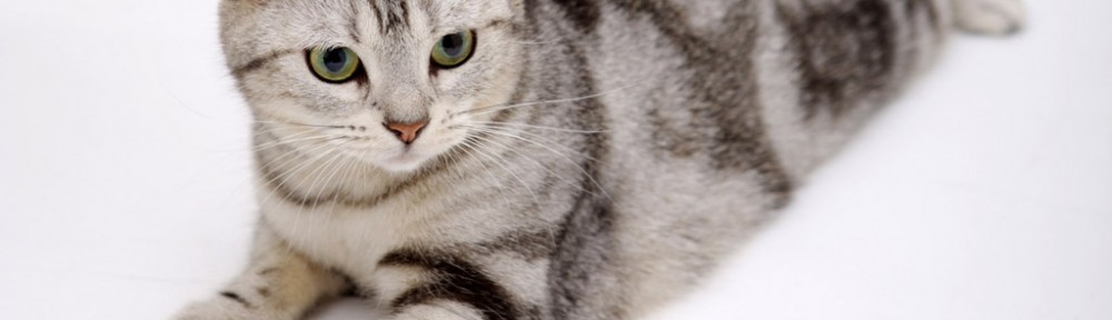 Badass Biology:  Toxoplasma gondii