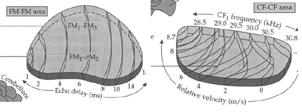 Left: FM-FM area from the mustached bat Pteronotus. Right: CF-CF area. 