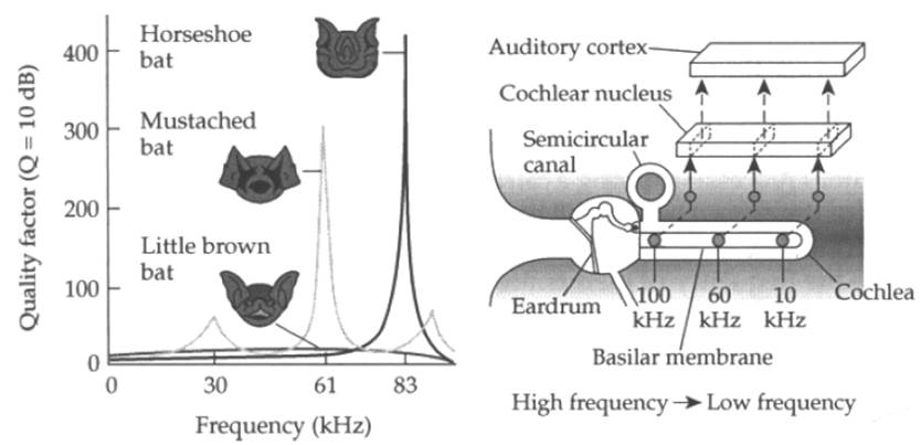 Left: Bats are sensitive to different frequencies. More hair cells at certain spots along the basilar membrane increase sensitivity. Right: The bat inner ear and auditory pathway.