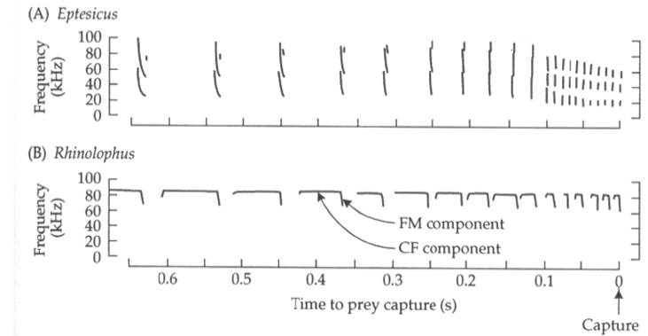 FM and CF calls from two species of bats. Some species have FM and CF components within one call. Pretty sweet.