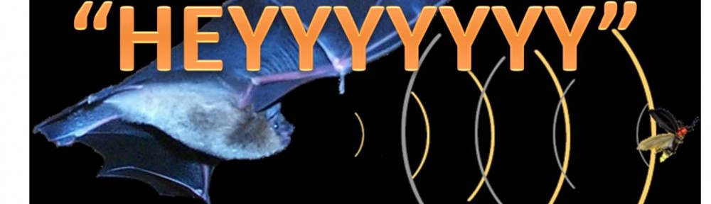 Badass Biology: Bat Echolocation
