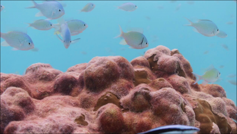 How Corals Changed My Life