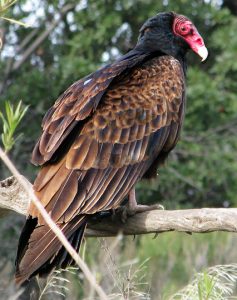 Cathartes_aura