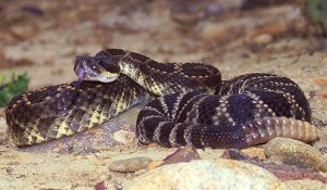 Crotalus_viridis_helleri