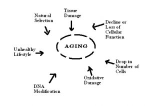 Aging_Factors
