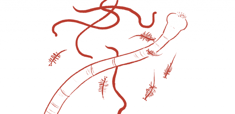 Cicada STDs, Suicidal Crickets, and the Truth About Flamingos