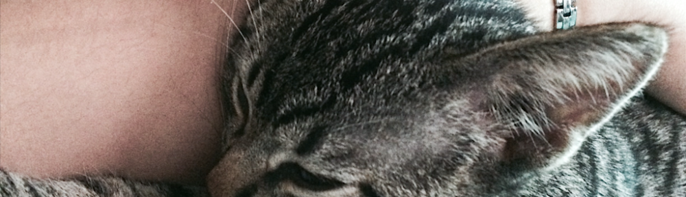 Strange Cat Things