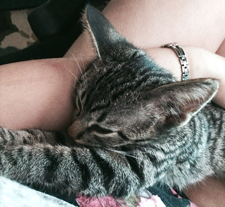 Strange Cat Things