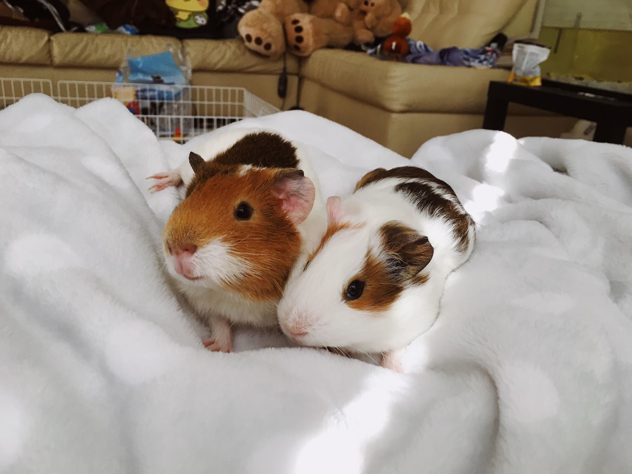 The Guinea Pig as a Pet