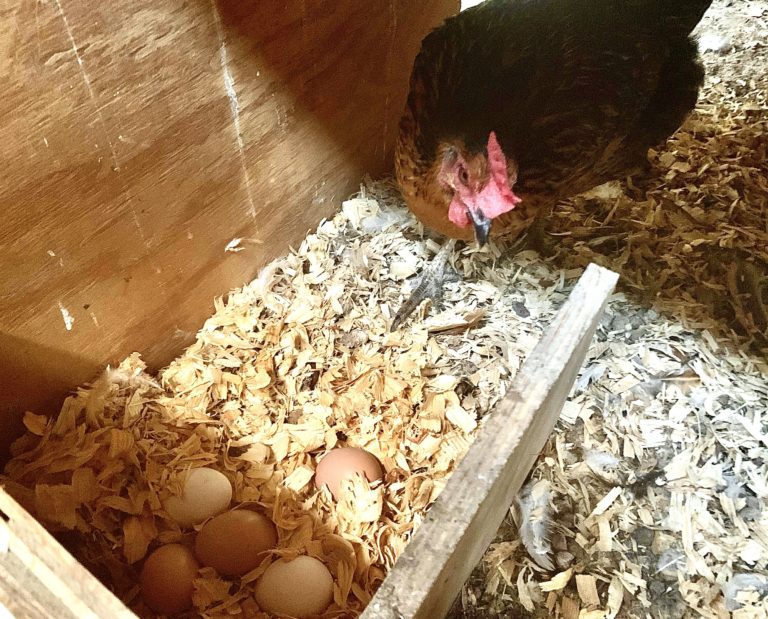 An Egg-istential Question