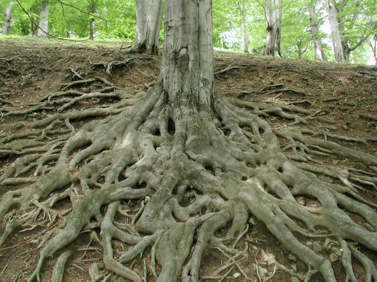 Getting Back to Our Roots:  Using interconnected plant roots as short term data transmitters