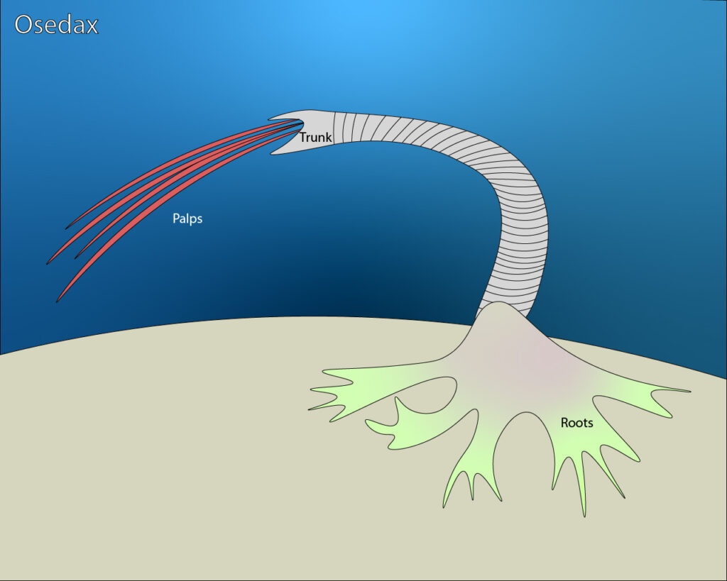A labeled illustration of an Osedax worm.