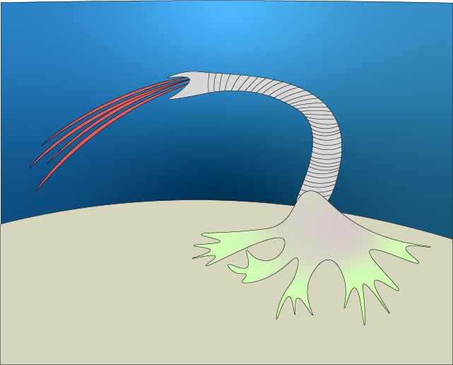A picture of an Osedax worm.