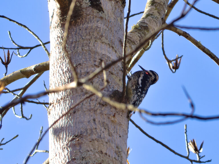 A yellow-bellied sapsucker.