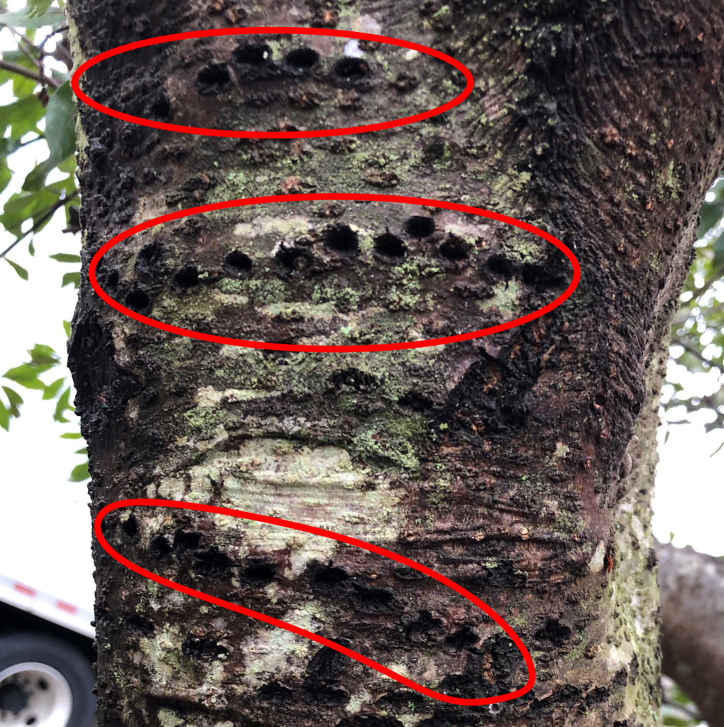A tree with lines of sapsucker holes.