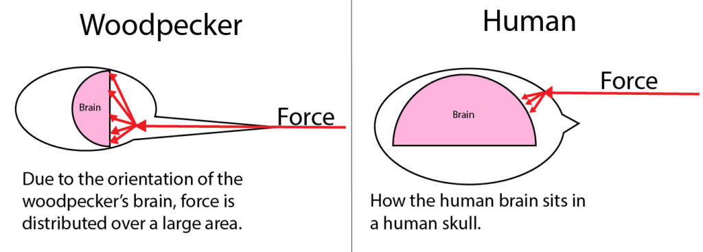 A visualization of how the force is more distributed over the woodpecker's brain compared to a human brain.