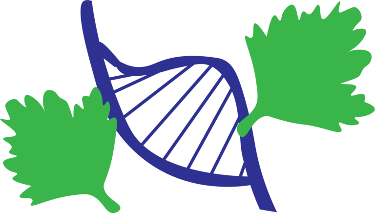 The Cilantro Controversy: A Scientific Look