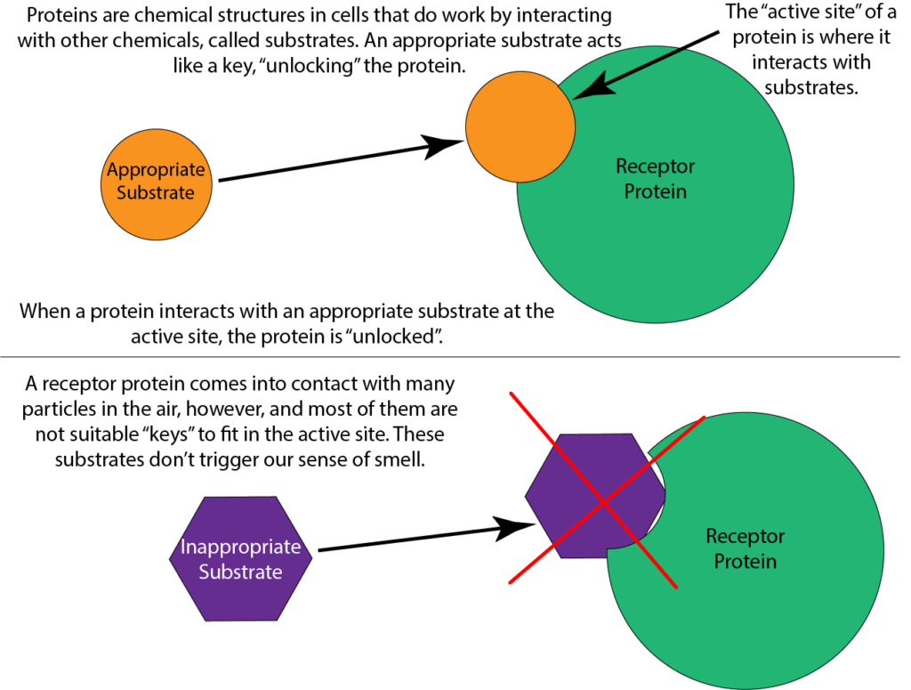 An illustration of the lock and key model, showing how the shape of the protein is what determines whether or not a potential substrate will fit inside.