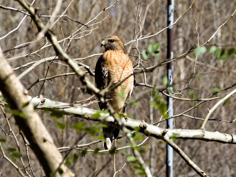 A red-shouldered hawk, a mid-sized hawk with red-orange feathers on its shoulders and chest.
