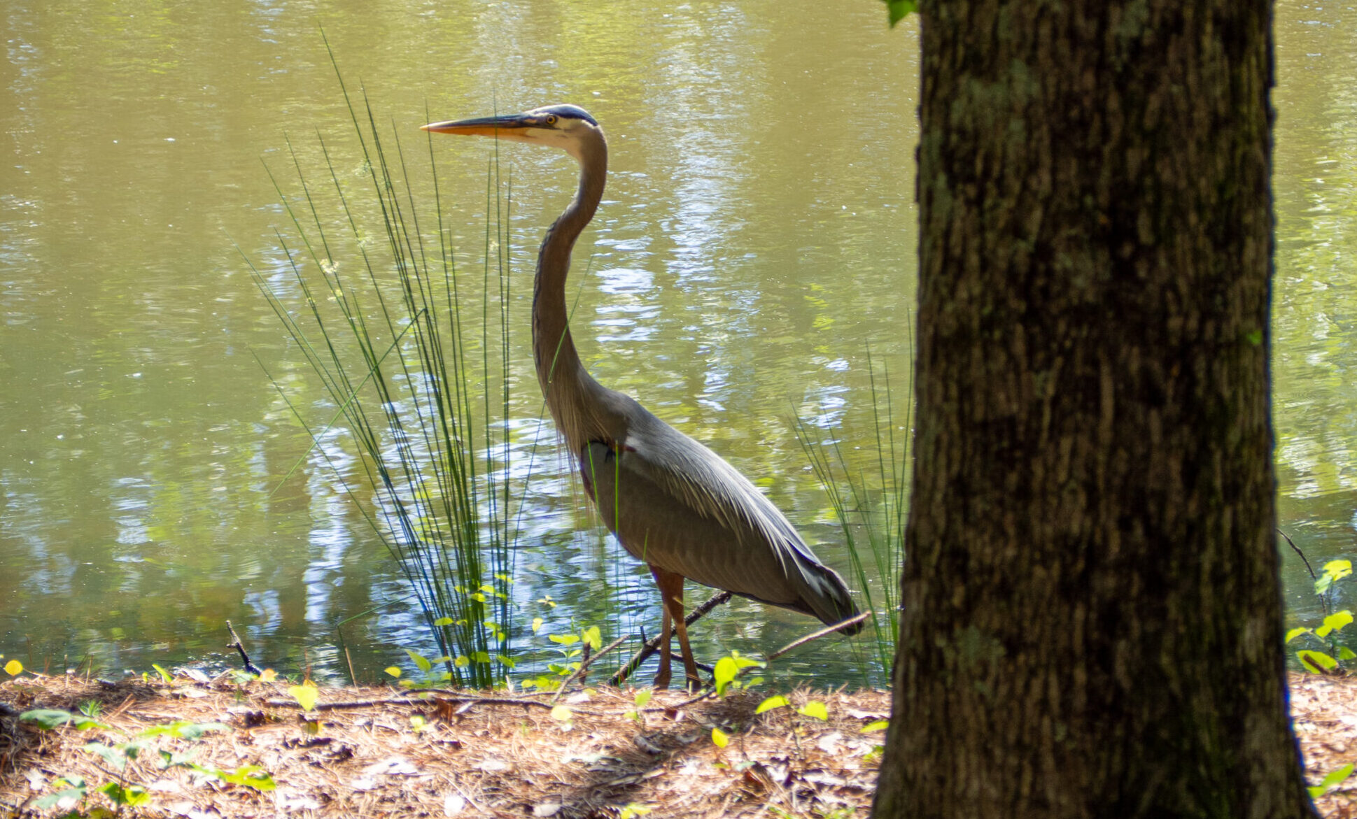 A photo of a great blue heron.