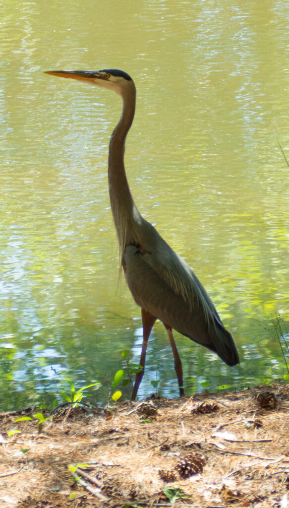 A picture of a great blue heron. The heron is standing on the edge of a pond.