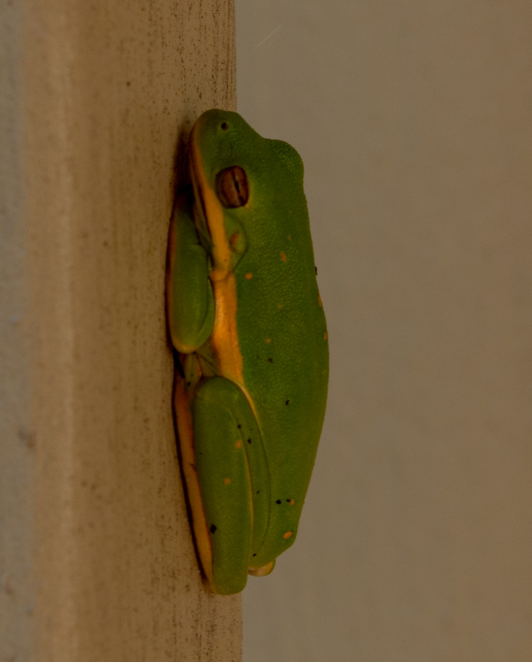 A green tree frog resting on a post. This is a small green frog with a bright yellowish-white stripe running down the side of its body.