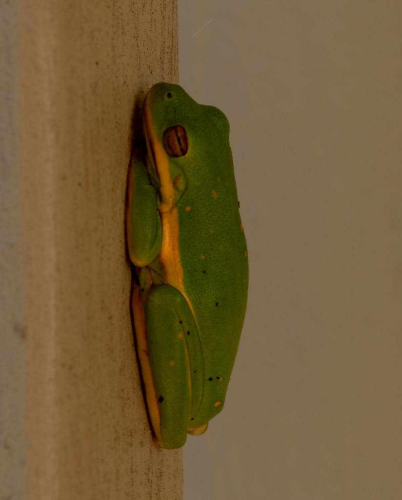A green tree frog resting on a post. This is a small green frog with a bright yellowish-white stripe running down the side of its body.