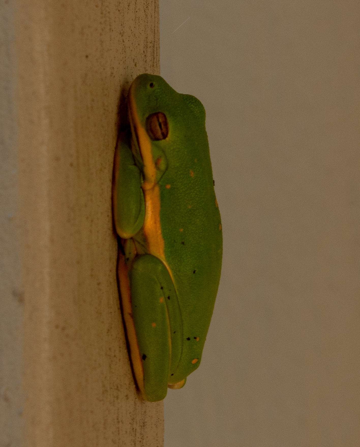 A green tree frog resting on a post. This is a small green frog with a bright yellowish-white stripe running down the side of its body.