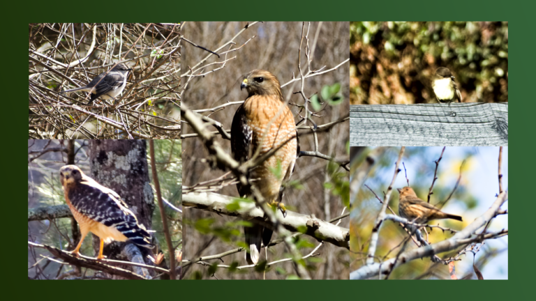 The Prehistoric Origins of Birds