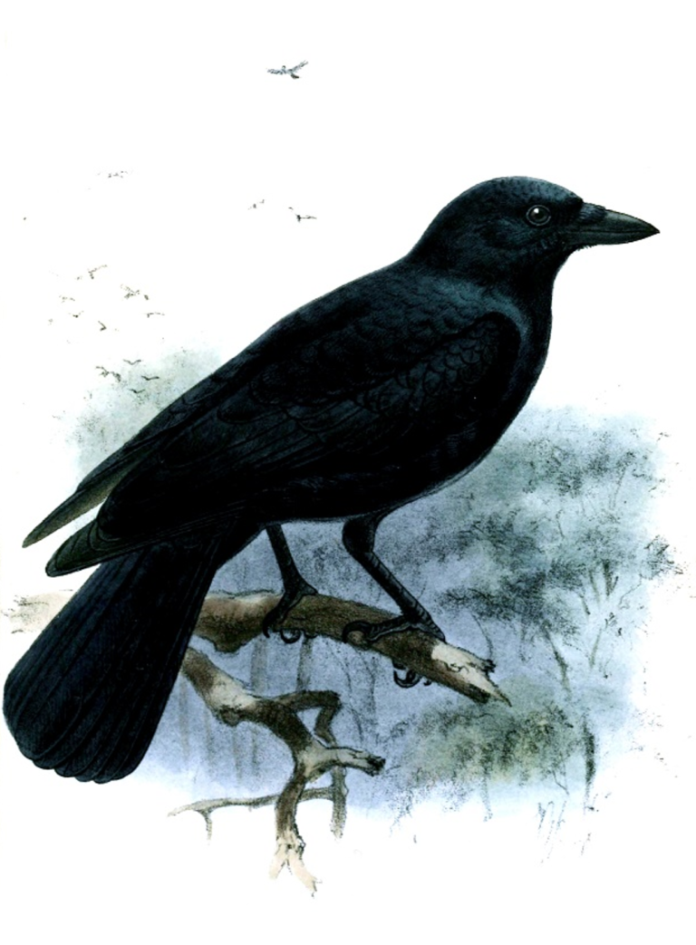 Don’t call me bird-brained!