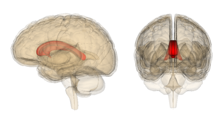One flesh, two minds