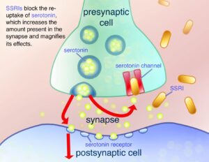 an image showing the process by which ssris prevent serotonin from leaving the synapse.