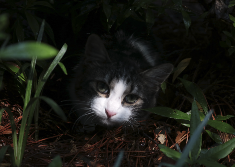 Common Cat-astrophes