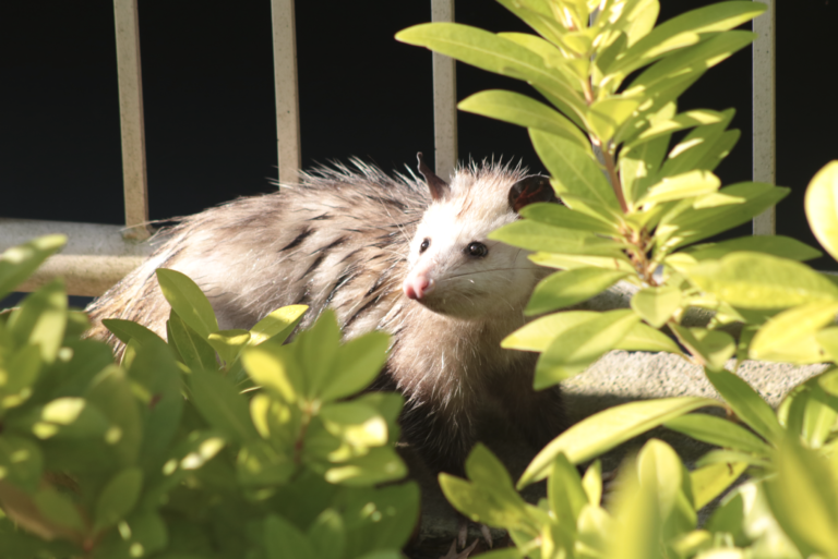 Wildlife around campus