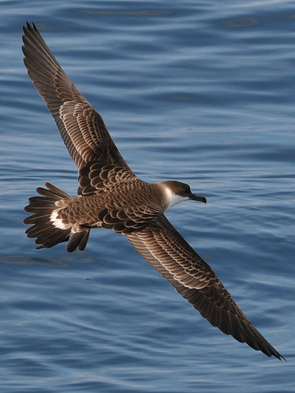 shearwater bird