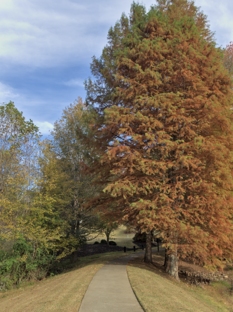 A baldcypress tree with its fall russet needles.