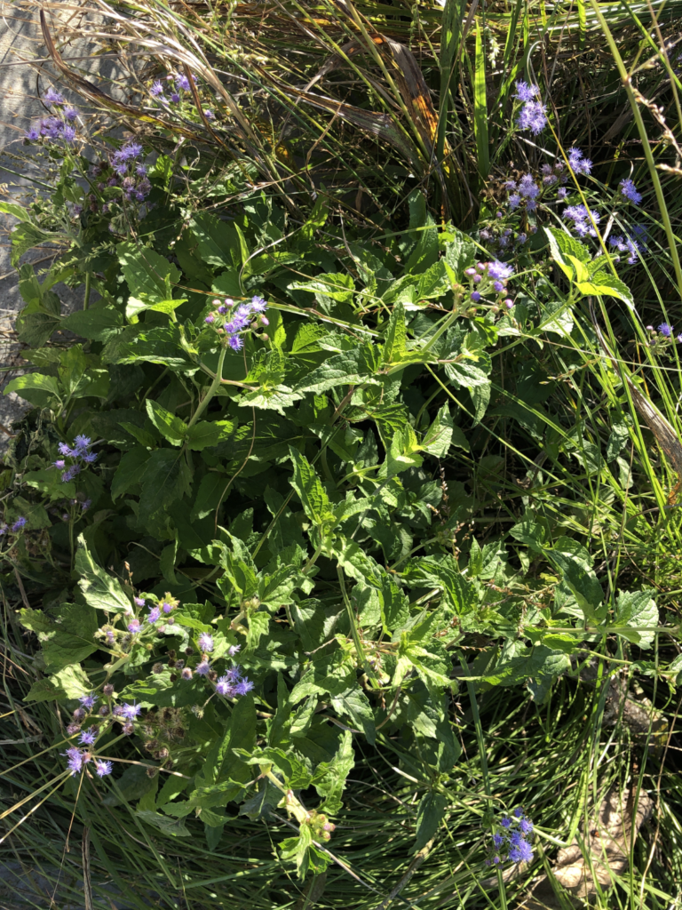 Blue mistflowers close up.