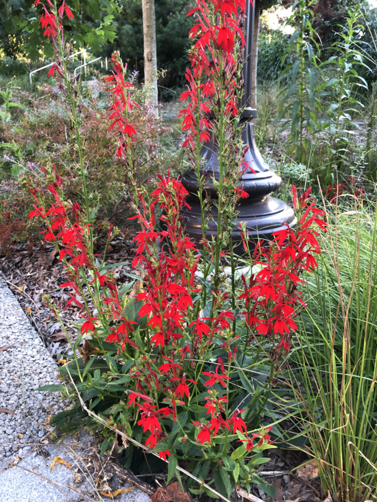 A shot of cardinal lobelias in bloom.