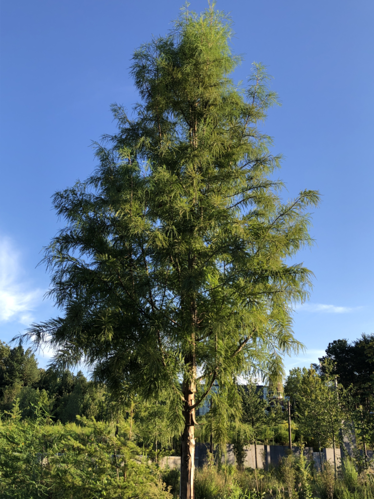 A smaller variety of the bald cypress tree at the Georgia Tech EcoCommons, known as the pond cypress.