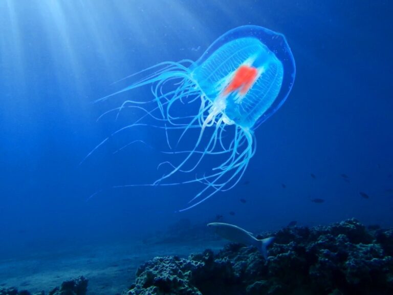 Secrets of Animal Immortality