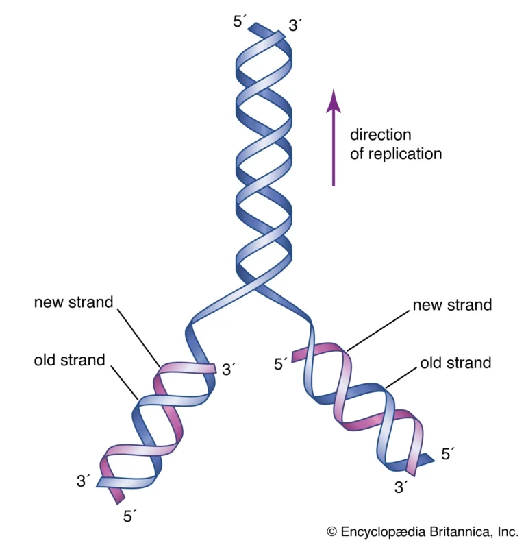My DNA Replication Rap! Effort to Teach Students Science In Ways That They Understand