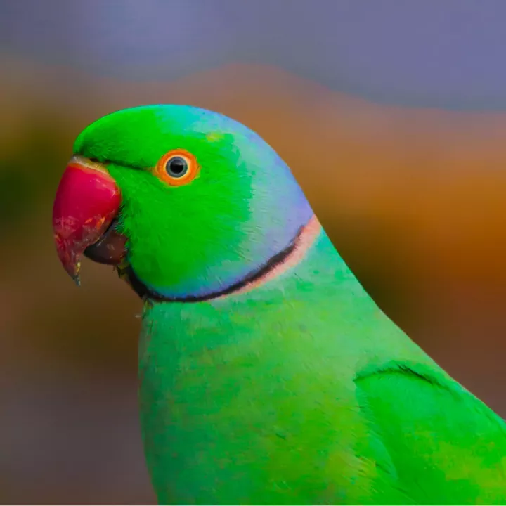 The Syrinx: The Musical Instrument For Rose-Ringed Parakeets