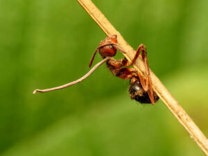 Ant killed by Ophiocordyceps fungus