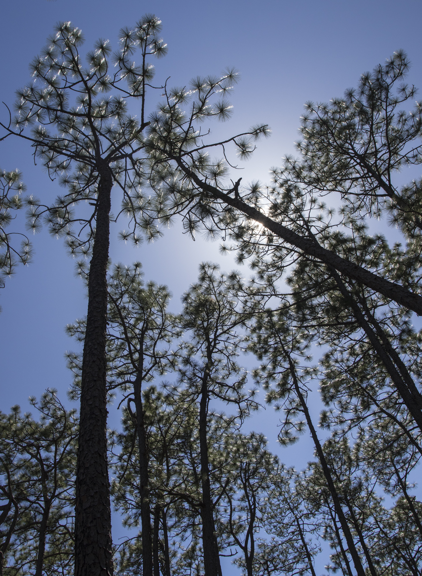 Upward shot of a longleaf forest with sunlight shining through