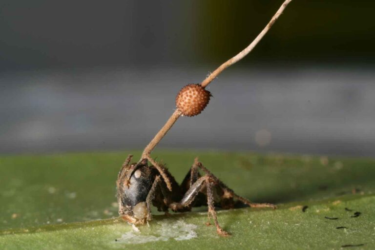 Nature’s Puppeteers: When Fungi Take Control