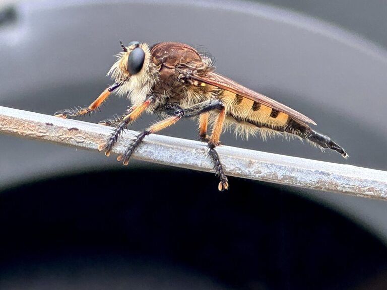 Strange Insect Encounter: The Human Instinct