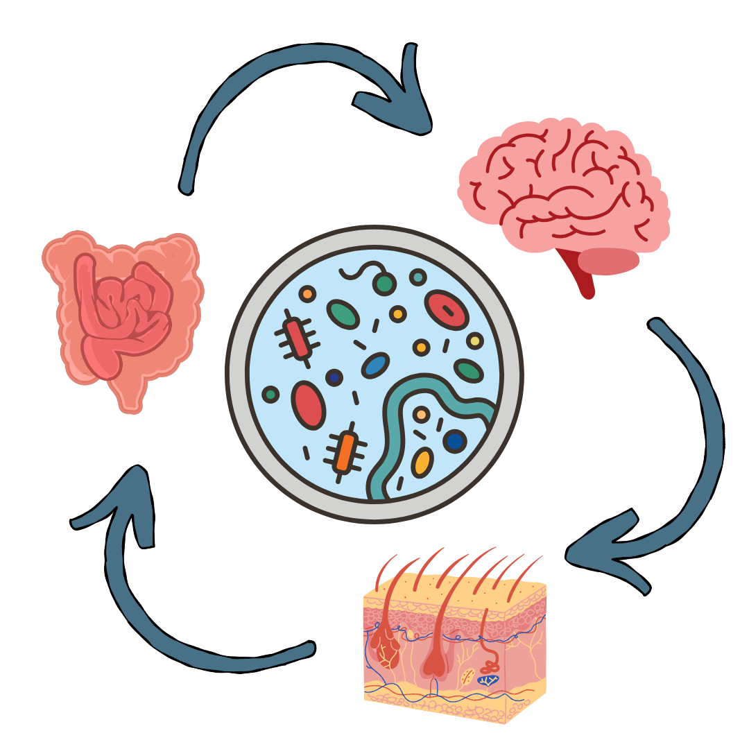 Secrets Of The Skin: A Hidden Ecosystem