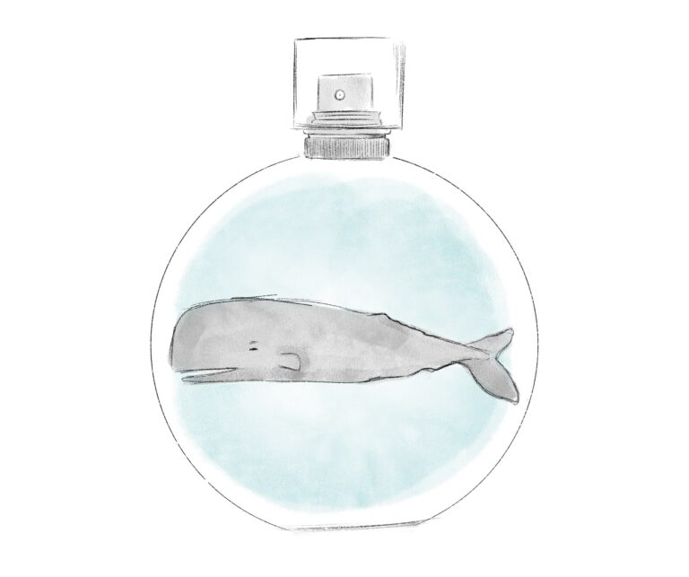 image of drawn whale in perfume bottle