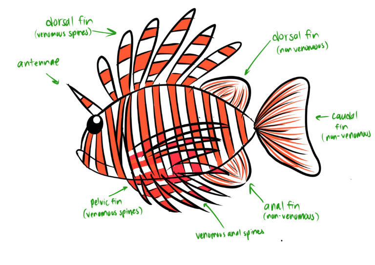 The Marine Colonizers: Lionfish